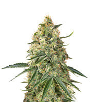 Big Head Confidential (Big Head Seeds)