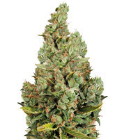 Chunky Cheeze (Chunky Skunk) (Sagarmatha Seeds) Cannabis-Samen