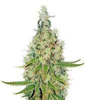 Double Glock feminized seeds