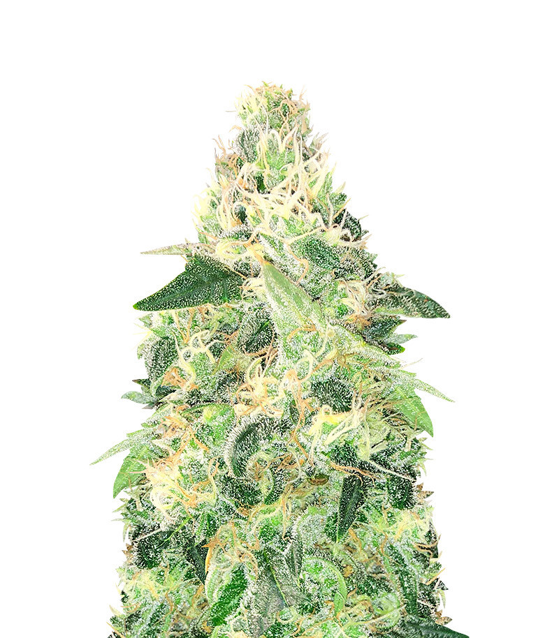 Gelato Fast Version (Herbies Seeds)