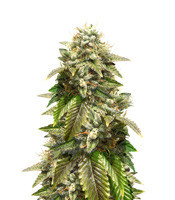 Grenadine feminized seeds