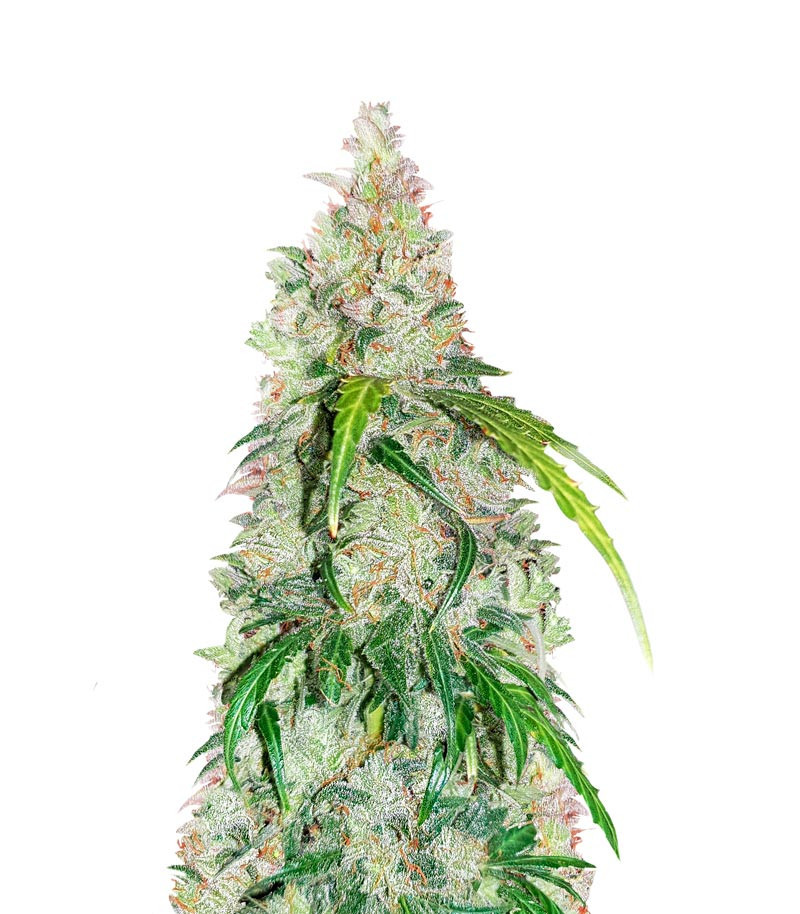 Jack Herer Auto Feminized Seeds (Herbies Seeds USA)