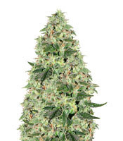 Maple Leaf Indica regular (Sensi Seeds) Cannabis-Samen