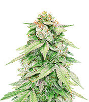 GG#4 Original Glue Autoflower feminized seeds