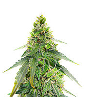 Graines féminisées de Gorilla Purple Autoflower (EGS)