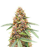 Runtz Autoflower Feminized Seeds (Easy Grow Seeds)