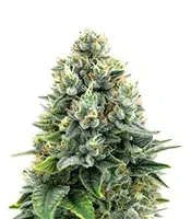 Apple & Bananask Seeds