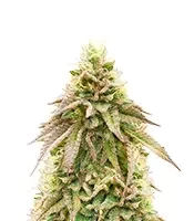 Graines de cannabis Brains Damage (K.C. Brains Seeds)