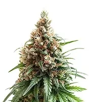 Chemical Bride Seeds