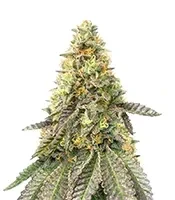 Girl Scout Cookies Fast Version Seeds (Herbies Seeds)
