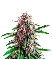 Gorilla Glue Purple Seeds
