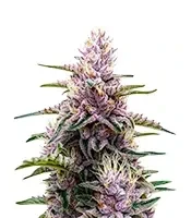 Gorilla Purple Auto Seeds