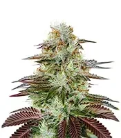 Graines de cannabis King’s Kush Auto (GHS)