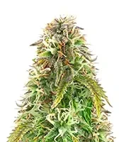 Northern Lights Auto Seeds (Herbies Seeds)