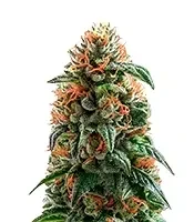 Pineapple Gum feminized seeds