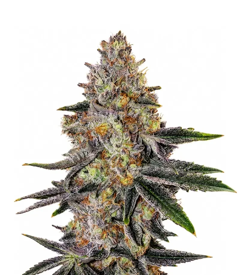 Planet Of The Grapes Auto Seeds (Ethos Genetics)