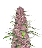 Purple Juice Auto Seeds (Herbies Seeds)
