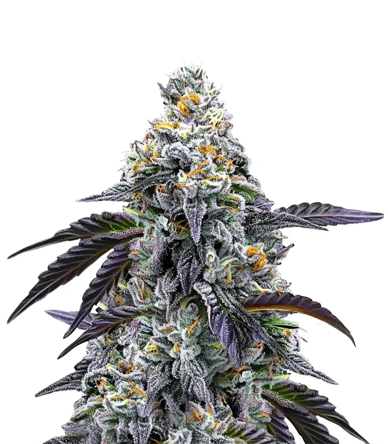 Rainbow Sherbet Seeds