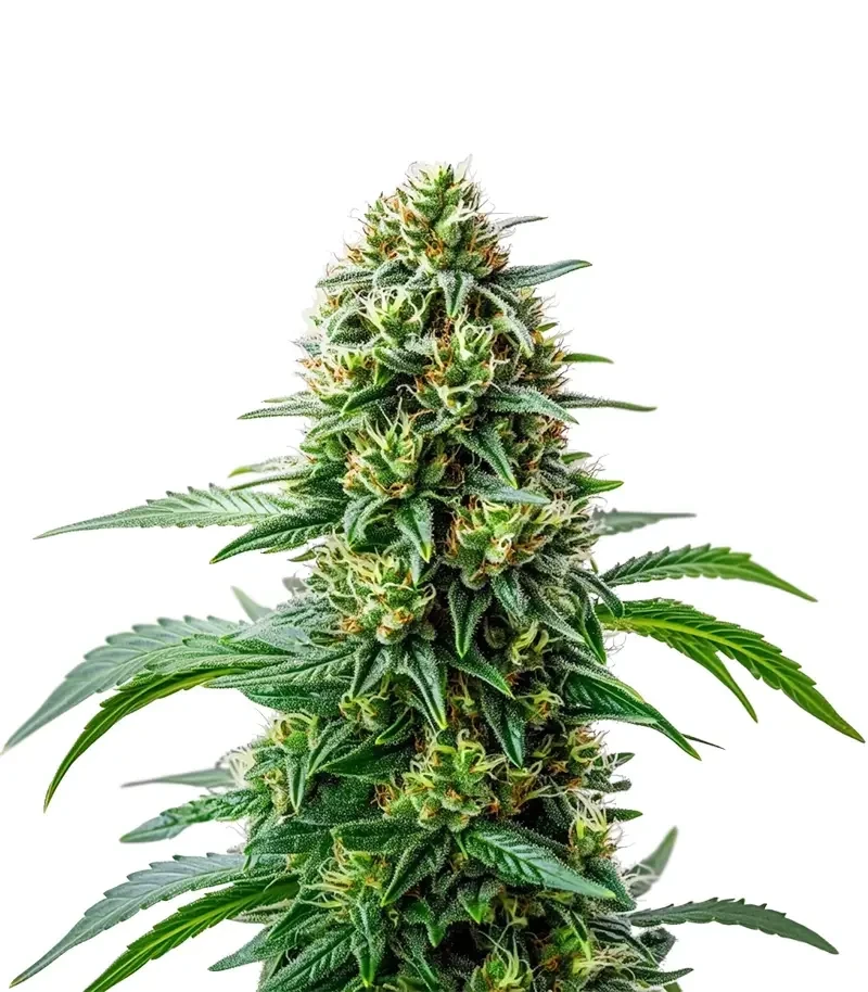 Steve’s Dream Queen Seeds