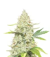 Sunset Sherbet Seeds (Herbies Seeds)