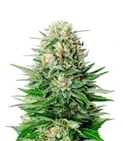 Semi femminizzati Super Lemon Haze Auto