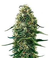 Semi femminizzati Super Silver Haze CBD