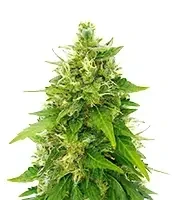 Tangerine Dream Auto Seeds