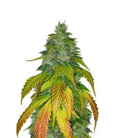 Amnesia Mistery feminized seeds