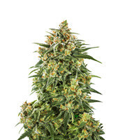 Graines de cannabis Early Queen Regular (Mr. Nice Seedbank)