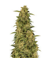 Monkey GG#4 Original Glue (Growers Choice) Cannabis-Samen