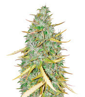 High Mass ASB Giant Auto feminized seeds