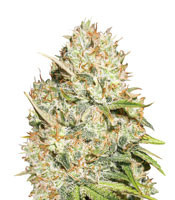 Graines de cannabis Shark Widow (Advanced Seeds)