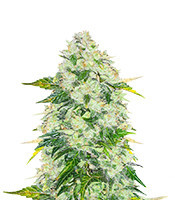 AK 47 Fast Version Feminized Seeds (Easy Grow Seeds)