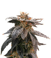 Graines de cannabis Star OX regular (Rare Dankness Seeds)