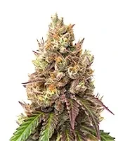 Amnesia Seeds