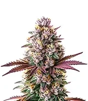 Extraction White Runtz Seeds