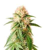 Semi femminizzati Green Monster Auto