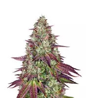 Semillas Feminizadas Mimosa EVO (Barney's Farm)