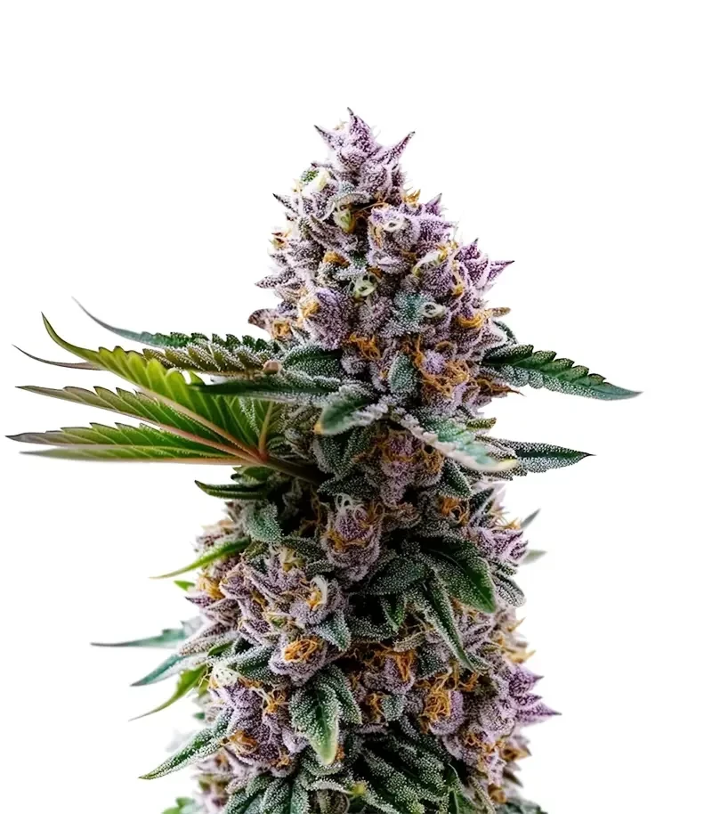 Permanent Marker Seeds (Royal Queen Seeds)
