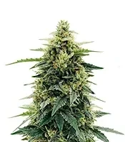Power Plant Auto Seeds