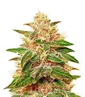 Graines de cannabis Pure Kush (GHS)