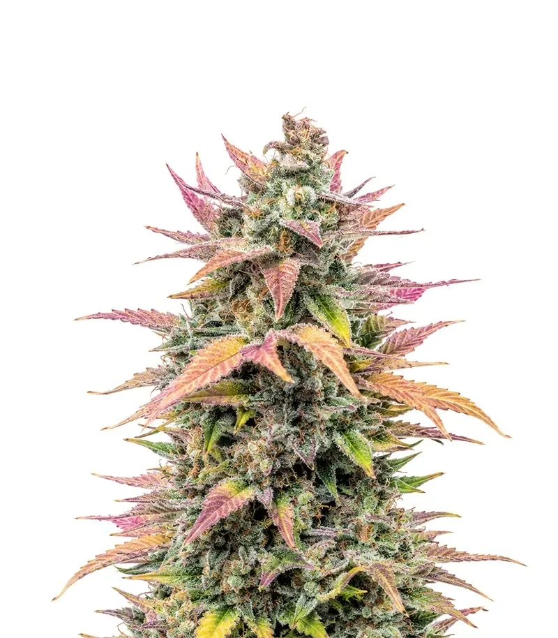 Trop Cherry Seeds (Original Sensible Seeds)
