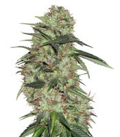 Graines de cannabis Indica XXL (Sagarmatha Seeds)