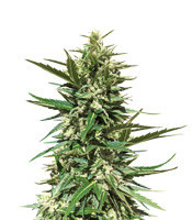 Graines de cannabis Secret Ducky (Xtreme Seeds)