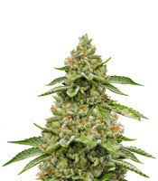 Skywalka Ghost Kush (Big Head Seeds) Cannabis-Samen