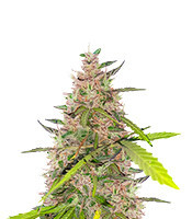 Auto Euforia feminized seeds