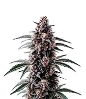 Black Sugar Seeds