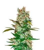 Graines féminisées de Mimosa x Orange Punch Auto (Barney's Farm)