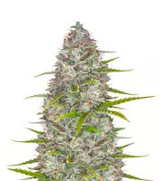 Semillas feminizadas Orange Sherbet Auto (Fast Buds)