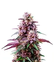 Purple Kush Seeds